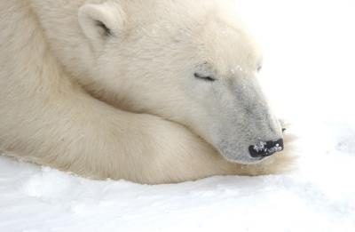Ours polaire au repos