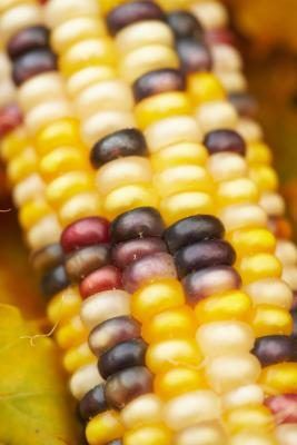 Plum et tons jaunes peuvent être trouvés dans les éléments naturels comme sur le maïs d'ornement.