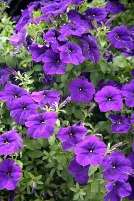 Fleurs violettes et des feuilles vertes sont un complément naturel.