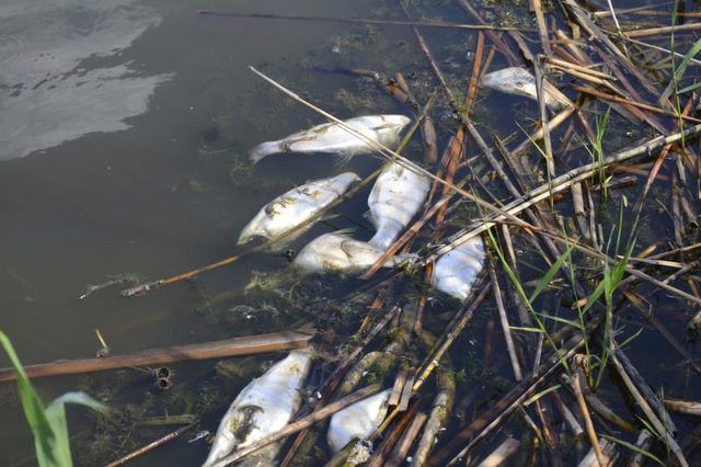Les poissons morts dans l'eau polluée