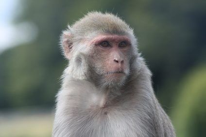 Un essai persuasif au sujet d'un animal préféré offre la possibilité de recherche.