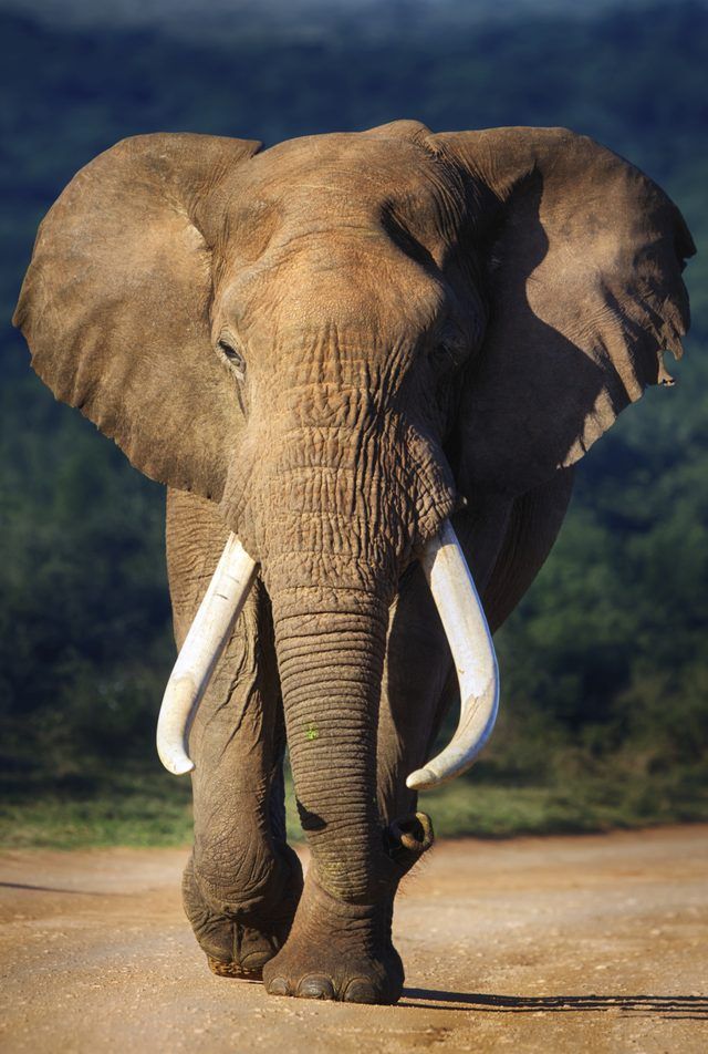 Les défenses d'un éléphant.