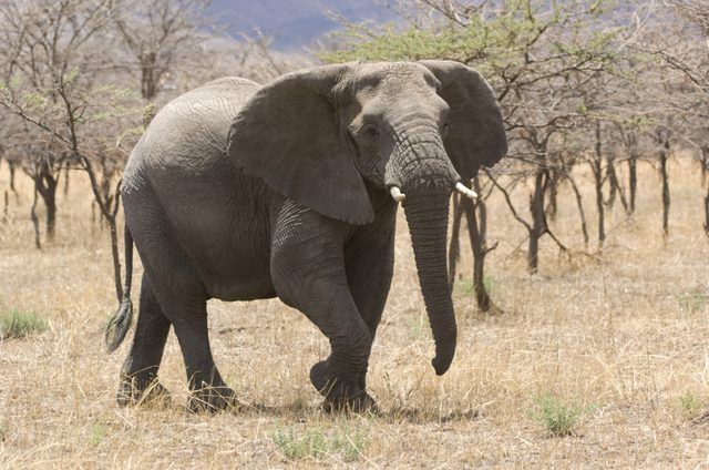 Un éléphant's wrinkles help them stay cool.