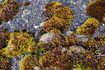 Des plantes comme les lichens se sont adaptés à la vie dure dans la toundra.