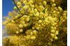 Fleurs d'acacia d'or sont la fleur nationale de l'Australie.