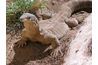 Lézards goanna peuvent attaquer les koalas sur le terrain.