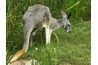 Kangourous gris sont les espèces les plus fréquemment observées en Australie.