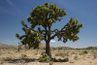 Aussi connu sous le nom de Joshua Tree, le yucca se développe dans le Sud-Ouest.