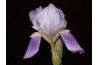 Certains iris fleurissent une fois dans d'autres printanières fleurissent à nouveau à l'automne.