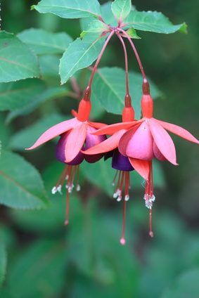 Fuchsia's bell-shaped flowers add color to the landscape.