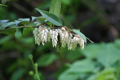 Fleurs blanches en forme de cloche ornent silverbells Caroline jusqu'au printemps.