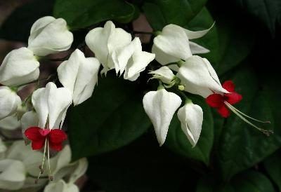 Bleeding vignes cardiaques disposent fleurs rouges et blanches et feuillage persistant.
