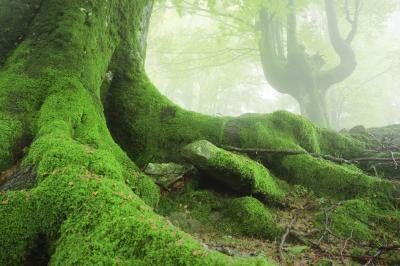 Moss croissante sur un tronc d'arbre