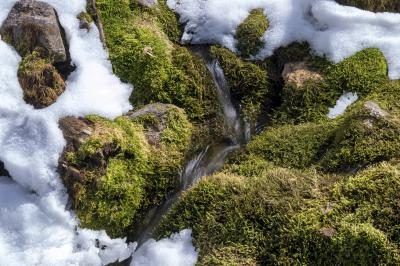 Moss sur les roches couvertes de neige