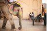 Elephant Rides au Fort Amer, Jaipur, en Inde