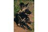 Le chien sauvage d'Afrique est également connu comme le chien de chasse Cape.