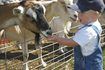 Un jeune garçon nourrir les chèvres.