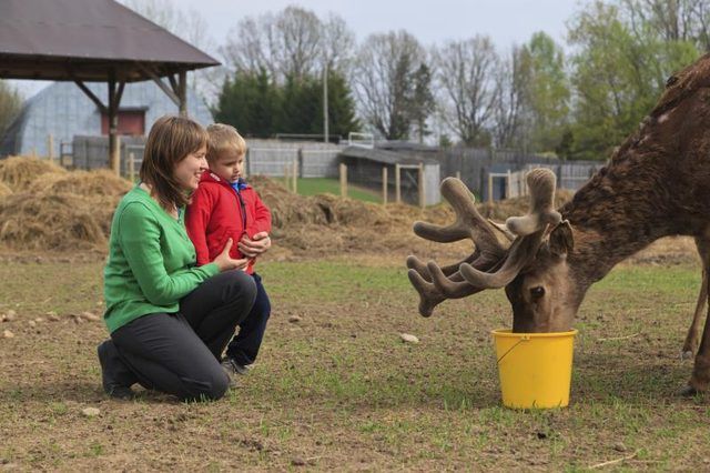 Un jeune garçon et une femme adulte se nourrissent d'un cerf.