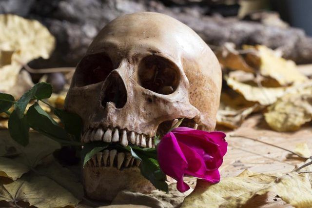 Un crâne humain avec une rose dans sa bouche.