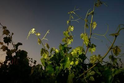 La vigne à l'aube