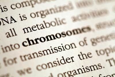Le gène est relié au chromosome, le chromosome et est relié à l'oeuf et le sperme.