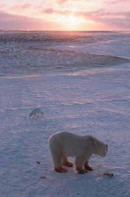 L'ours polaire et le renard arctique sont deux résidents de la toundra.