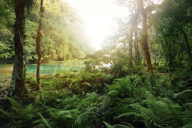 La forêt tropicale au Guatemala.