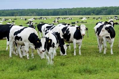 Les vaches laitières dans un pâturage vert.