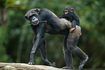 Chimpanzé marchant avec bébé dans la forêt tropicale.