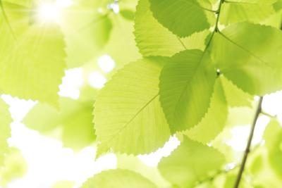 Sun qui traverse des feuilles d'un arbre