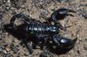 Scorpions pondent des oeufs comme les reptiles.