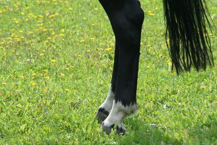 Vérifiez pour une impulsion numérique élevée à l'articulation du boulet.