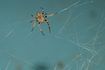 la plupart des toiles d'araignée sont construites par des araignées de maison