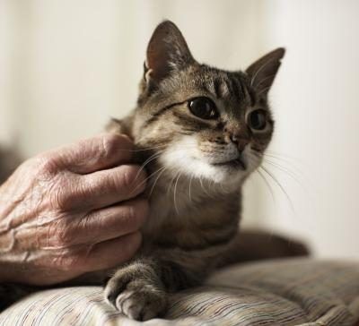 Les chats d'intérieur sont peu susceptibles d'être tuées par un coyote.