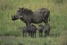 Warthogs sont les seuls porcs qui peuvent vivre dans des zones sans eau pendant des mois.