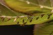 Close-up de pucerons noirs sur feuille de la plante