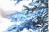 Cônes d'arbres Spruce offrent un contraste de couleur de l'hiver.