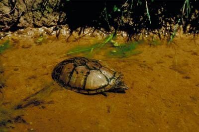 Une tortue musquée dans la boue au bord d'un étang.