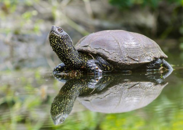 Une tortue des marais dorer à la surface.