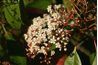 Photinia produit des fleurs blanches et moelleuses au printemps.