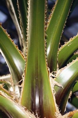 Les feuilles de cactuslike de la plante d'aloe vera contiennent gel qui est bénéfique pour les plaies.