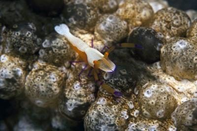 Une crevette sur un concombre de mer.