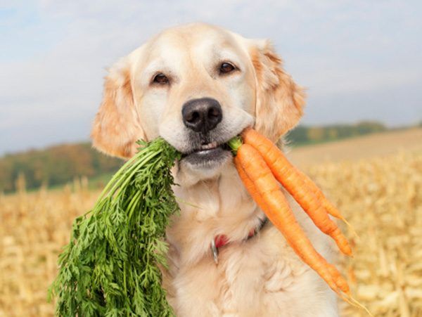 Offrant carottes est une bonne option à faible teneur en calories de régal.