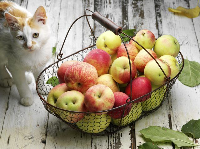 Plaine fruits en petites quantités sont des choix plus sûrs que les tartes.