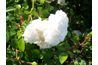 Grimpeurs Iceberg roses poussent double blanc.