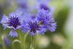 Bachelier's button, also known as cornflower, represents hope and devotion to the recipient.