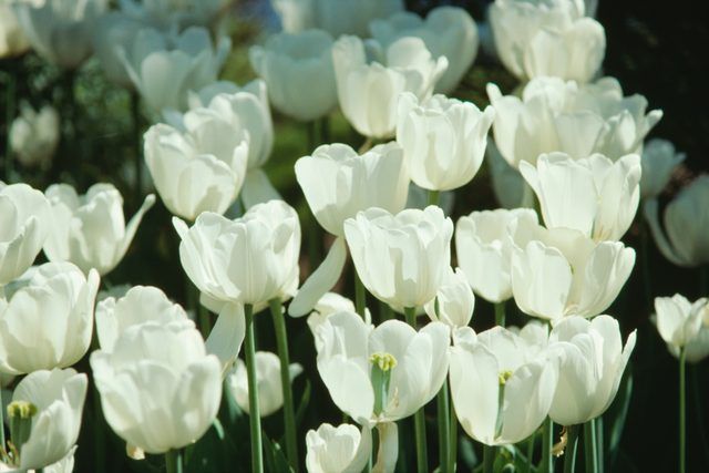 Tulipes blanches représentent le pardon dans de nombreuses cultures.