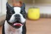 Close-up de sourire Boston Terrier dans la maison.