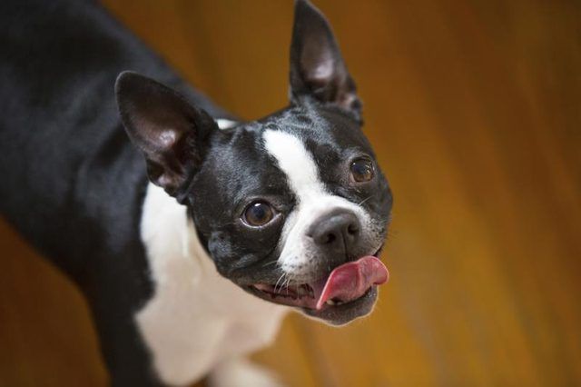 Boston Terrier debout sur du parquet.