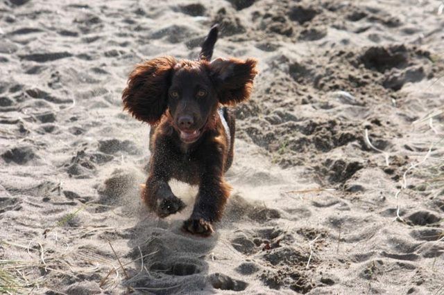 Chiot Irish Water Spaniel courir sur la plage.
